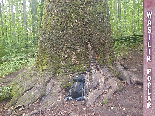 34 - My little pack and the big Wasilik Poplar tree