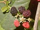 07 - Delicious berries