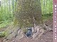 34 - My little pack and the big Wasilik Poplar tree