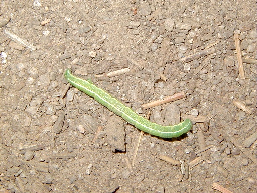 27 - Will's inch-worm friend