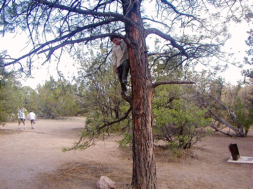 28 - The Wild Child climbs a tree