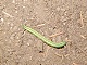 27 - Will's inch-worm friend