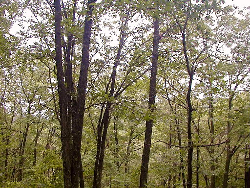 05 - View from a ridge (obscured by trees)