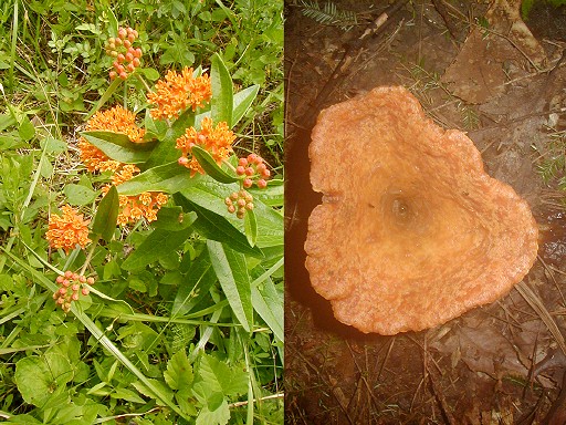 06 - Orange flowers and mold