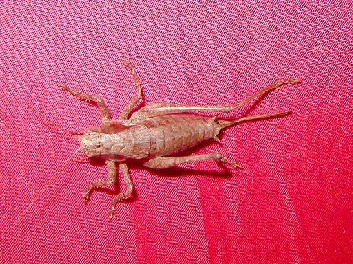 09 - Critter climbing on my tent