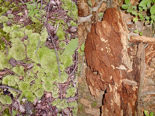 14 - Moss and decaying wood