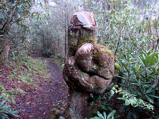 33 - Unusual tree on Baxter Creek Trail