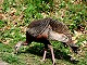 61 - Silers Bald resident turkey