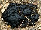 73 - Bear poop on the Appalachian Trail