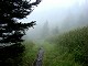 95 - Foggy Appalachian Trail