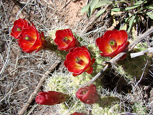 51 - Blooming Cactus