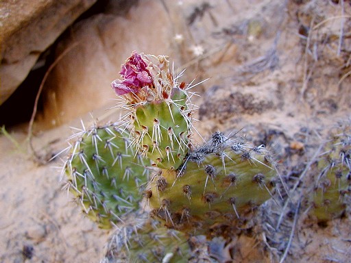 21 - A cactus in bloom