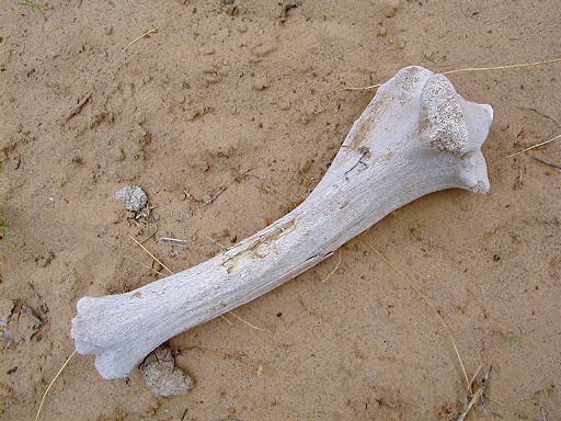 35 - An old bone