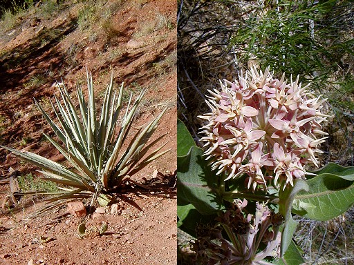 43 - Desert plants