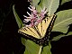 20 - A desert butterfly