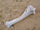 35 - An old bone