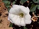 60 - Desert flower