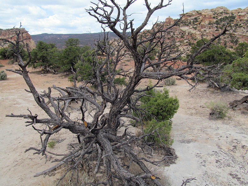 71 - Old Juniper Tree