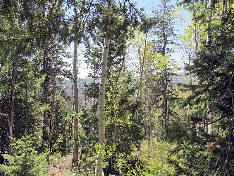 82 - Wildcat Loop in Dixie National Forest