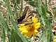15 - Butterfly