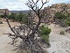 71 - Old Juniper Tree