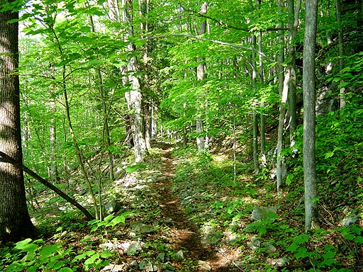 16 - Green trail
