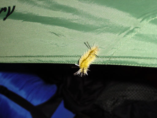 08 - Creature on my tent