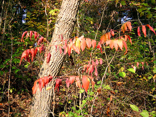 16 - Red leaves