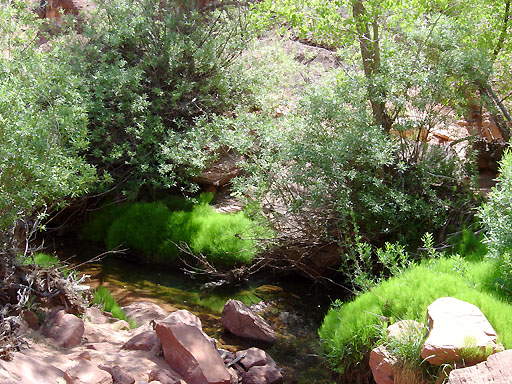 42 - Poolside vegetation